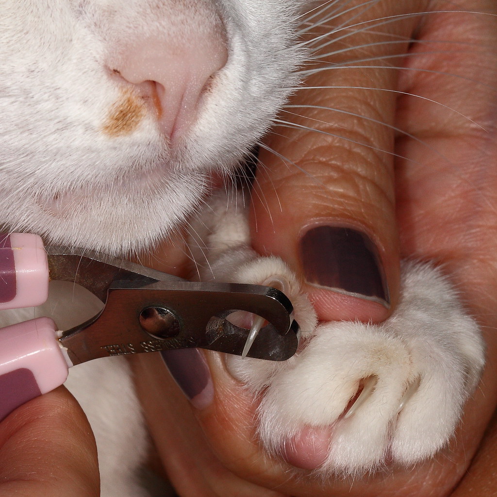 How to Cut Your Cat’s Nails Safely and Easily 2024