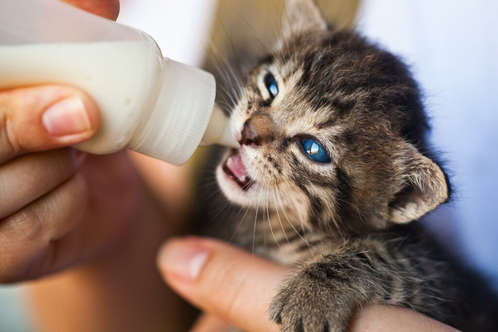 A man is feeding a kitten using a feeder.