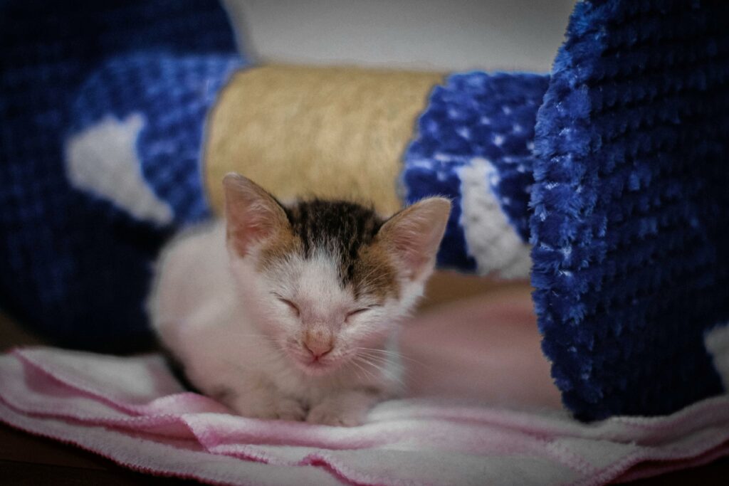 Kitten Care by using a soft and comfortable bed