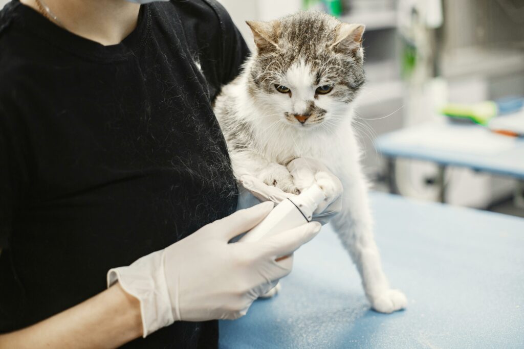 A doctor is busy in cat's treatment