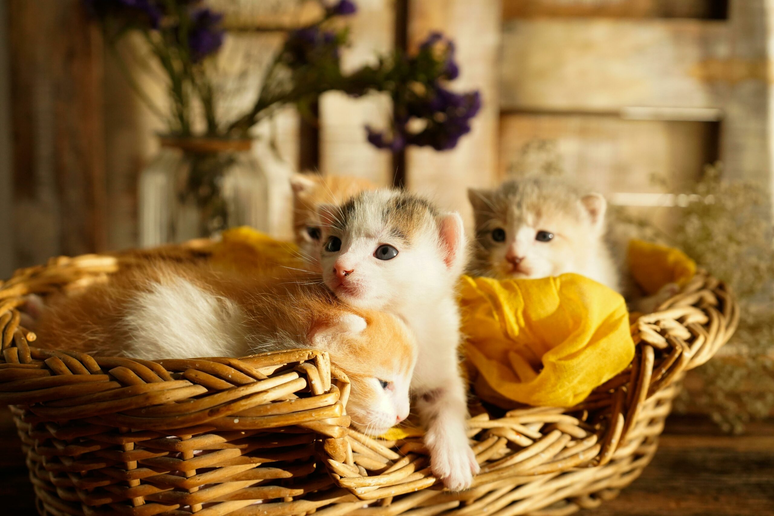 Kitten Care 2024: Expert Tips for Raising Happy, Healthy Kittens