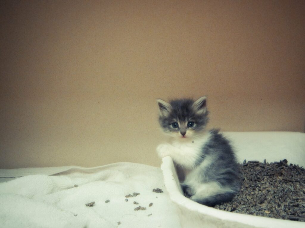 Kitten is sitting in the litter for potty.